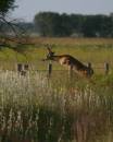 Buck-fence-web.jpg