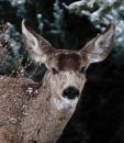 Buck_9836b.jpg