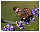 Buckeye_2009_09_14_0522_bf.jpg
