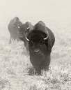 Buffalo-11x14-01-bw.jpg