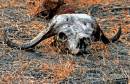 BuffaloSkull.jpg