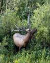 Bull-Elk-01-web.jpg