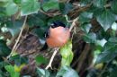 Bullfinch_Pyrrhula_Pyrrhula_16-5-2020_.jpg
