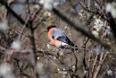 Bullfinch_Pyrrhula_pyrrhula_7-4-2015_2.jpg