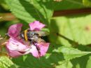 Bumble-Bee1.jpg