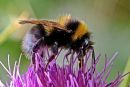 Bumble_Bee2.jpg