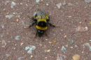 Bumblebee1.jpg
