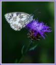 ButterFly2.jpg