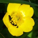 Buttercup_Caterpillar.jpg