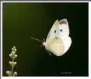 Butterfly-06-27-10_1046_bf.jpg