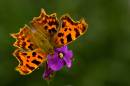 Butterfly-100.jpg