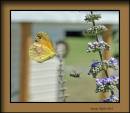 Butterfly-chase-07-04-10_14.jpg