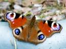 Butterfly.jpg