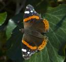 Butterfly3.jpg