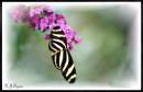 Butterfly_11.JPG