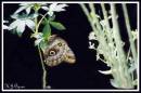 Butterfly_21.jpg