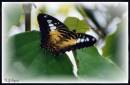 Butterfly_3.JPG