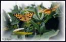Butterfly_4.jpg