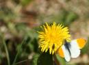 Butterfly_41.jpg