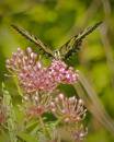 Butterfly_8-2-07.jpg