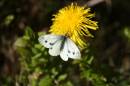 Butterfly_8.jpg