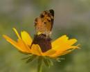 Butterfly_HW_2009_06_19_1255_wpf.jpg
