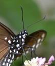 Butterfly_head.jpg