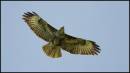 Buzzard_1.jpg