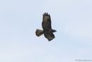 Buzzard_2.jpg