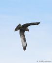 Buzzard_5.jpg