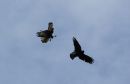 Buzzard_Crow.jpg
