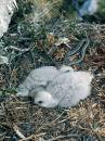 Buzzard_nest_with_Adder.jpg