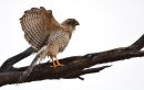 CBG_9912.JPG