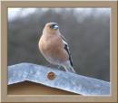 CHAFFINCH2.jpg