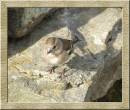 CHAFFINCH_1.jpg