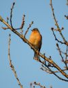CHAFFINCH_11.jpg