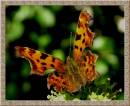 COMMA.jpg