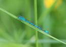 COMMON_BLUE_DAMSELFLY_1.jpg