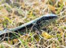 COMMON_LIZARD_1.JPG
