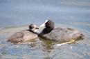 COOT_YOUNG_COOT_1.jpg