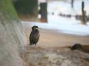 CORMORANT20032WPF.jpg