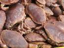 CRABS_1.jpg