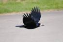 CROW_2.jpg