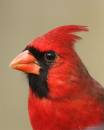 CRW_1041-CardPortMale.jpg