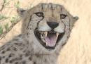 CRW_3930_Cheetah.jpg