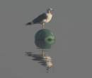 CRW_4323_Gull.jpg