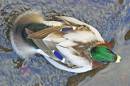 CRW_4659_Mallard.jpg