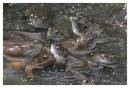 CRW_6472_Frogs2.jpg