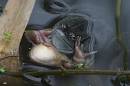 CRW_6657_Frogs_Pond.jpg