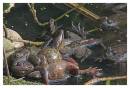 CRW_6710_Frogs.jpg